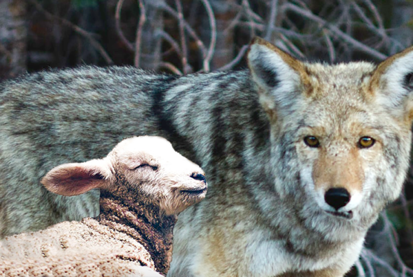 Dec 16 The Wolf and the Lamg - iamge of a lamb laying next to a wolf