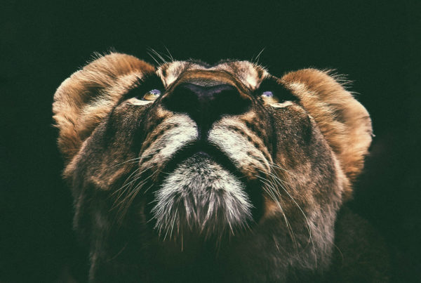 16 de diciembre Daniel - imagen de un león mirando hacia arriba con la boca cerrada