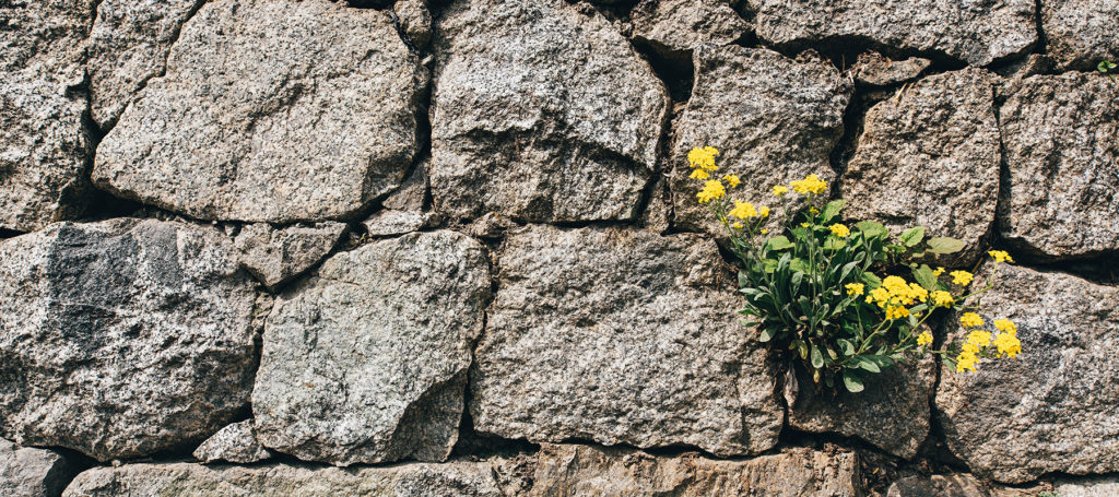 16 de diciembre Nacido en Belén - imagen de un muro de piedra con una flor asomando por las grietas