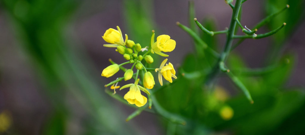 Dec 20 Zechariahs gift of silence - image of a mustard plant