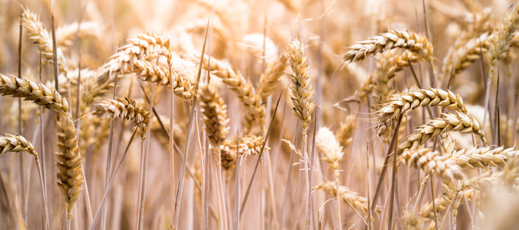 december-9-ruth-and-boaz - image of wheat