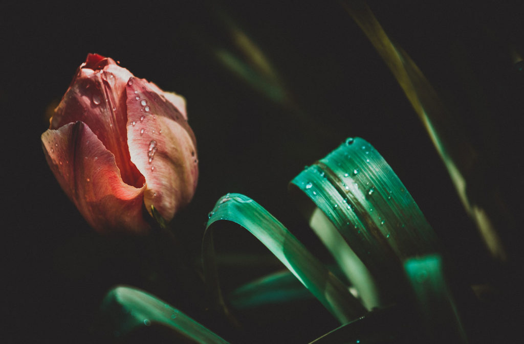Punto principal 2 de los Cánones de Dort tulipanes