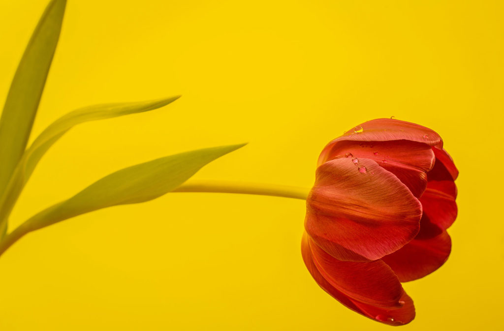Punto principal V de los Cánones de Dort tulipán