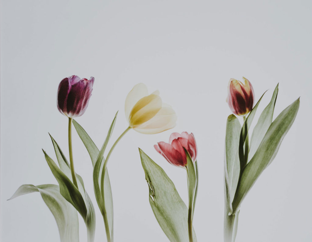 Puntos principales III y IV de los Cánones de Dort tulipanes