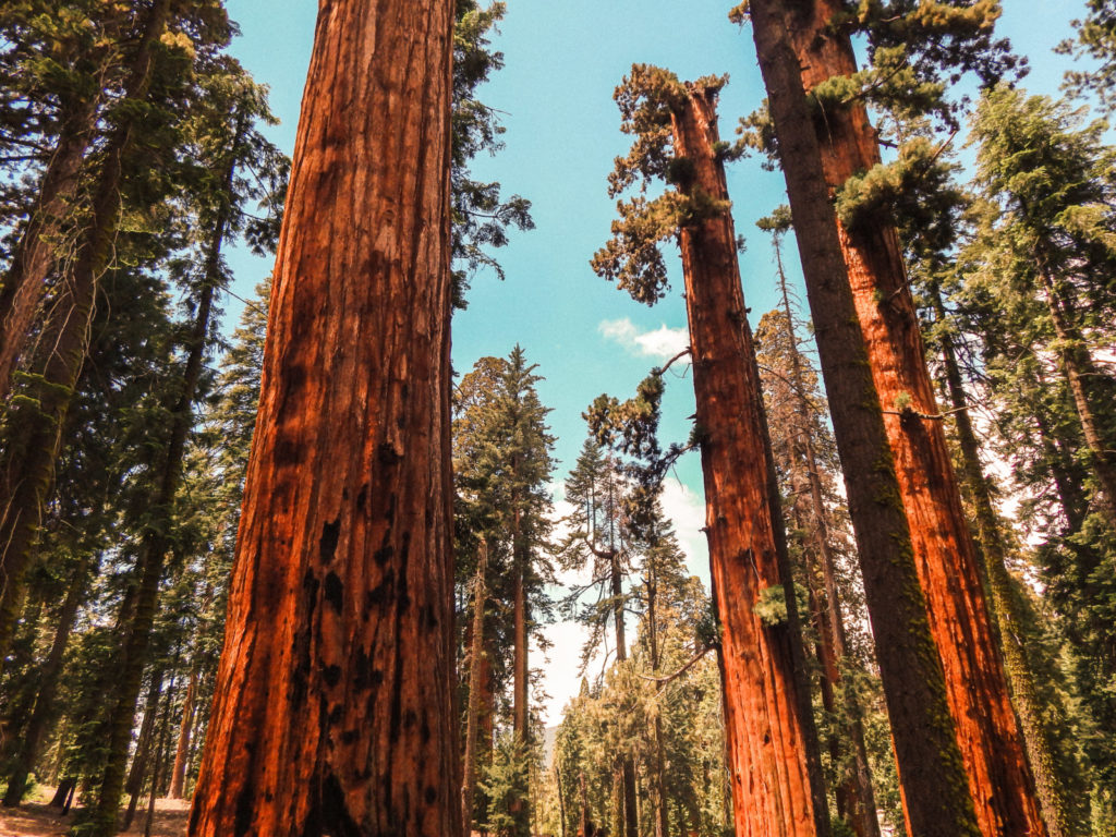 Innovative ideas are like these tall sequoia