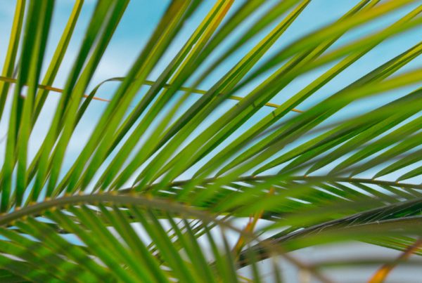 palm fronds against a blue background to symbolize Palm Sunday