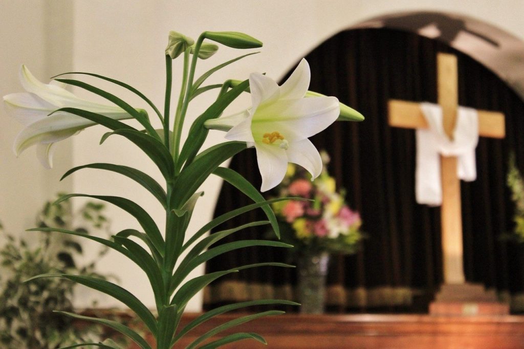An Easter lily decorates the front of a church sanctuary for worship. A cross, draped in white cloth, is in the background.