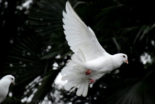 two white doves flying; a dove is a symbol for the Holy Spirit, one part of the Trinity