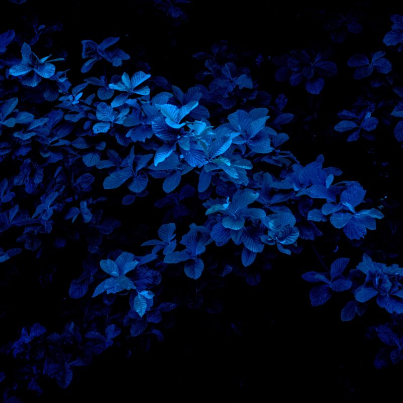 macrofotografía de flores azules