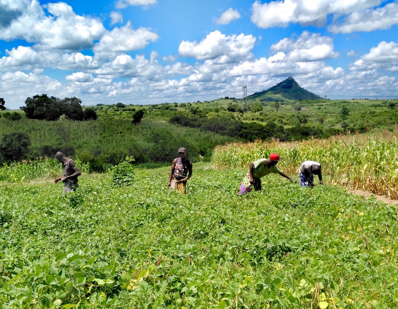 Hardships Can’t Stop God’s Work on This Farm in Mozambique