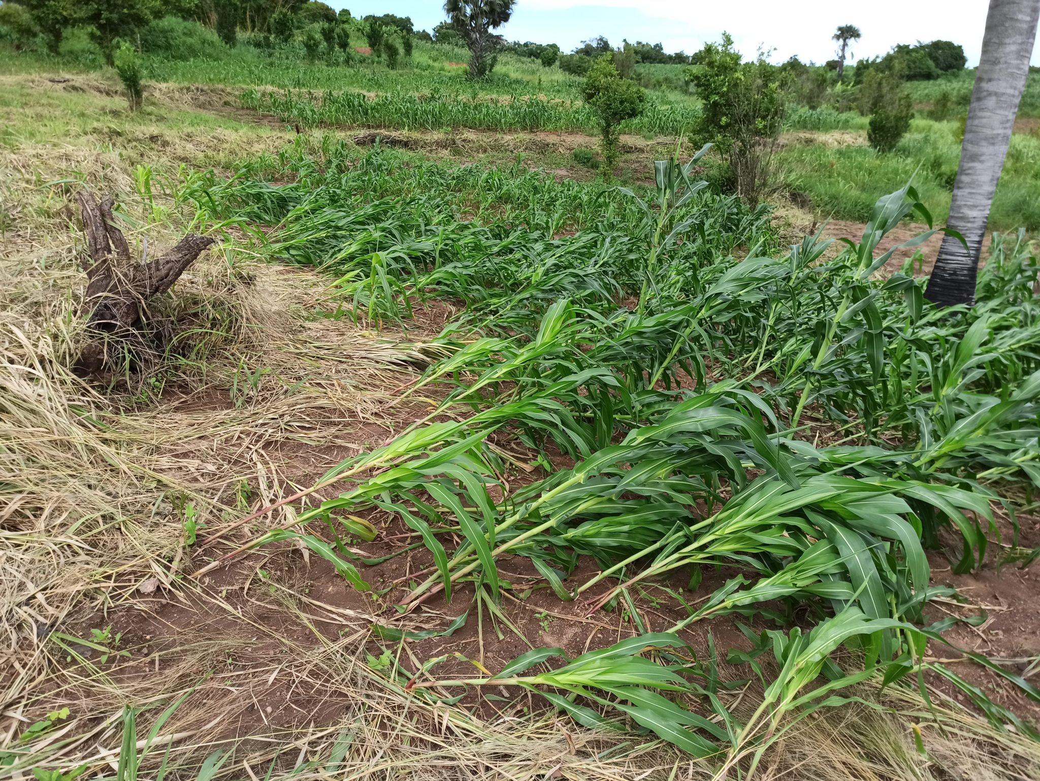 A field of crops is bent over, blown down by the winds of Cyclone Idai