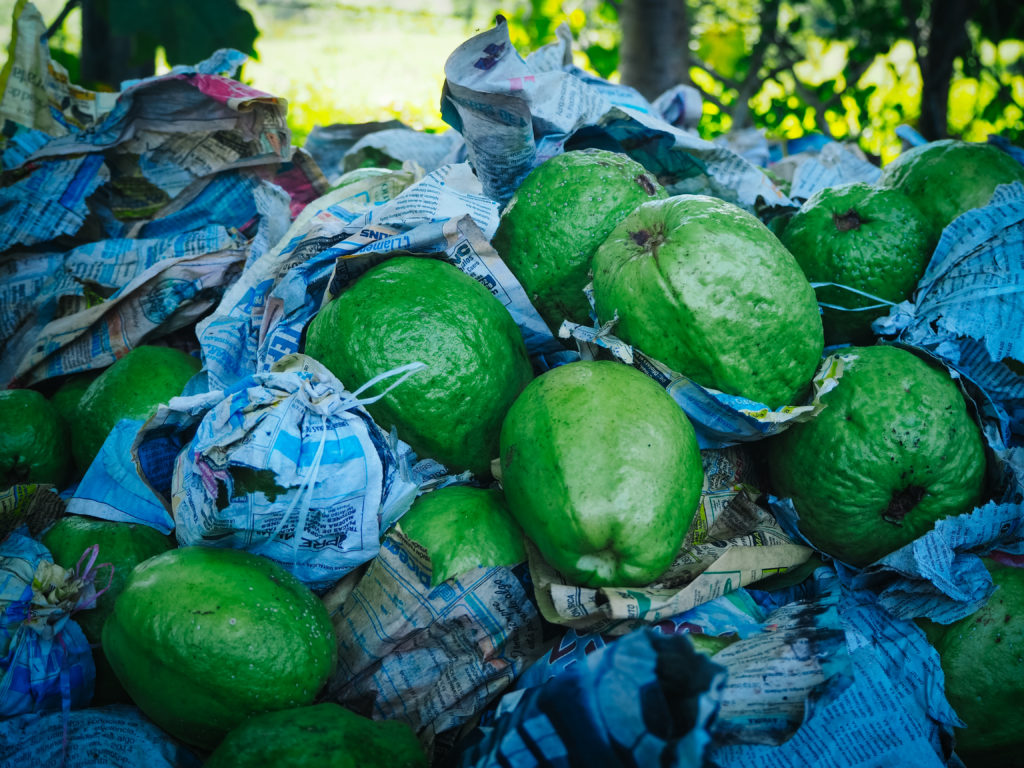 A pile of green guava fruits, some wrapped in newspaper, is a symbol of hope.