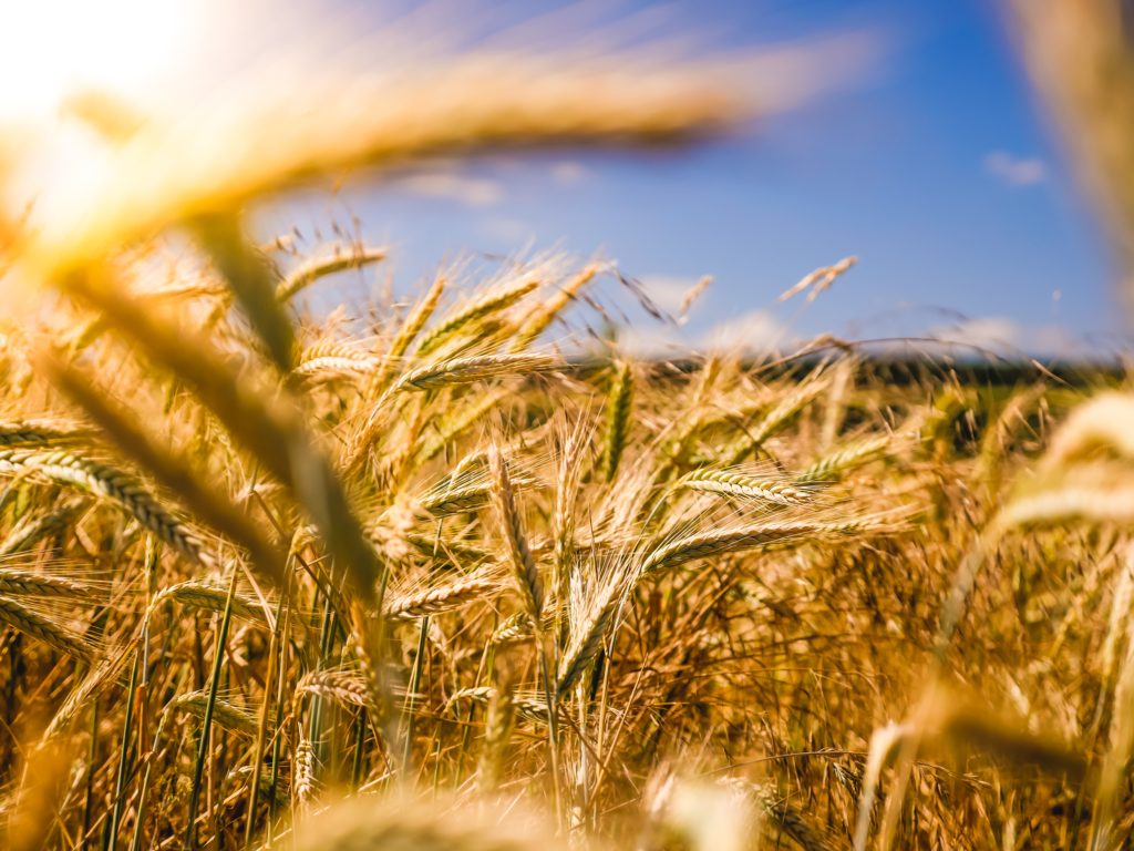 abundancia de trigo en el campo