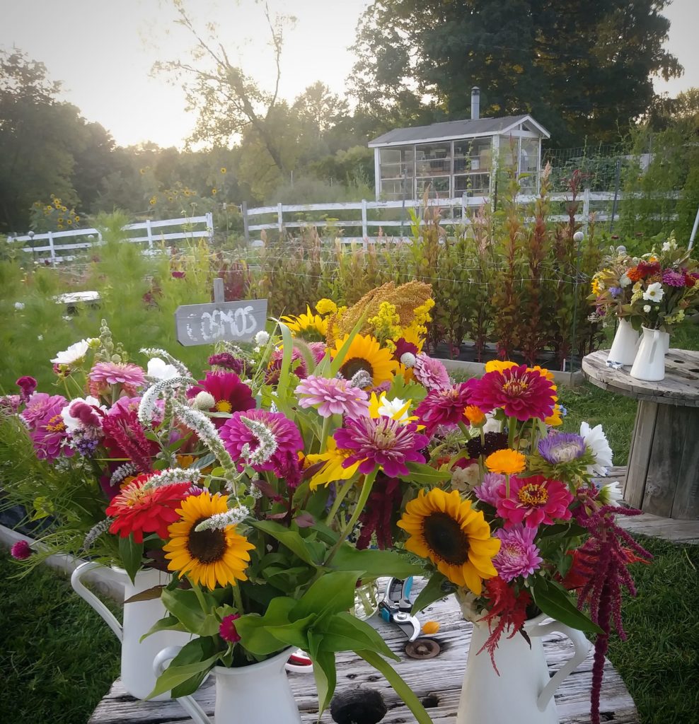 sunflowers, dahlias, and other bright flowers line a table with a grassy field and white fence in the background