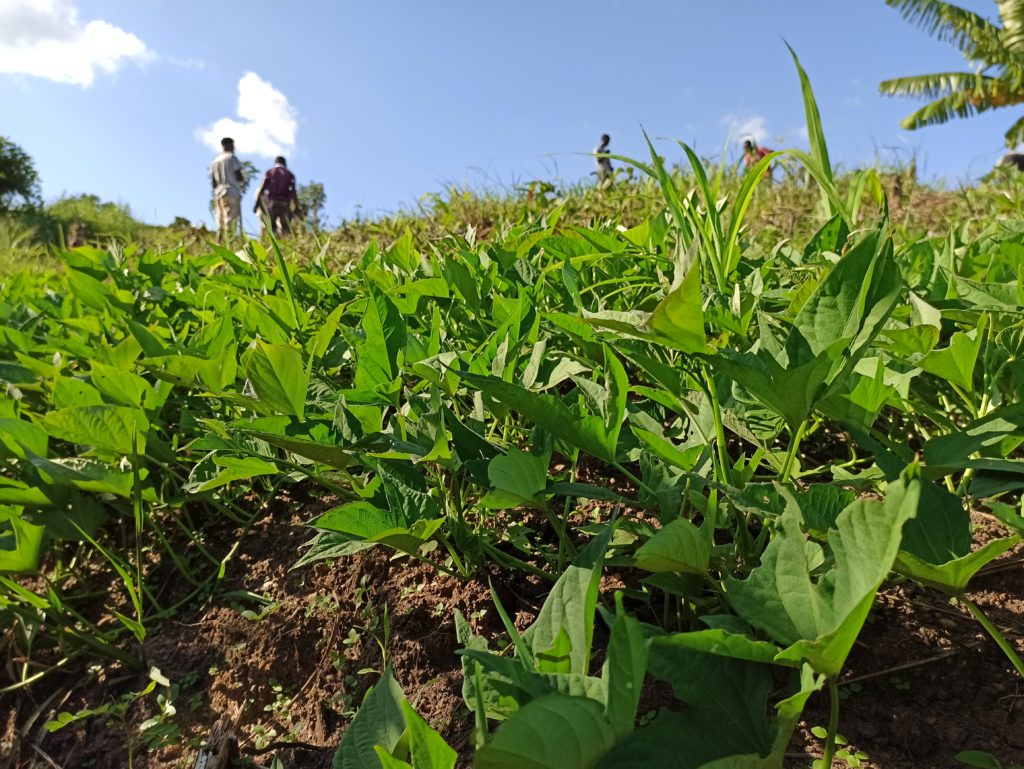 a field of sweet potato plants with workers at the top of the hill