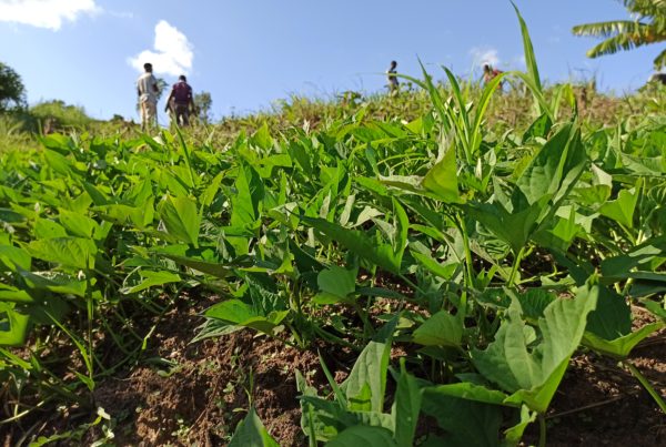 a field of sweet potato plants with workers at the top of the hill