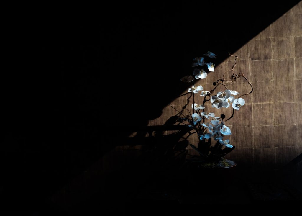 un rayo de luz ilumina la flor de la orquídea blanca contra la pared de piedra oscura