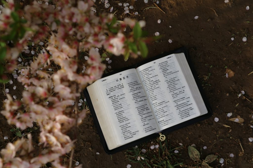 Chinese language Bible lies on top of dirt with cherry blossoms scattered around