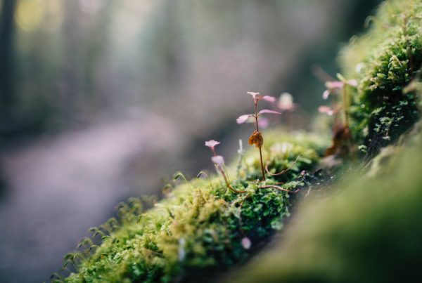 clear focus of small purple plants among moss with blurred forest background