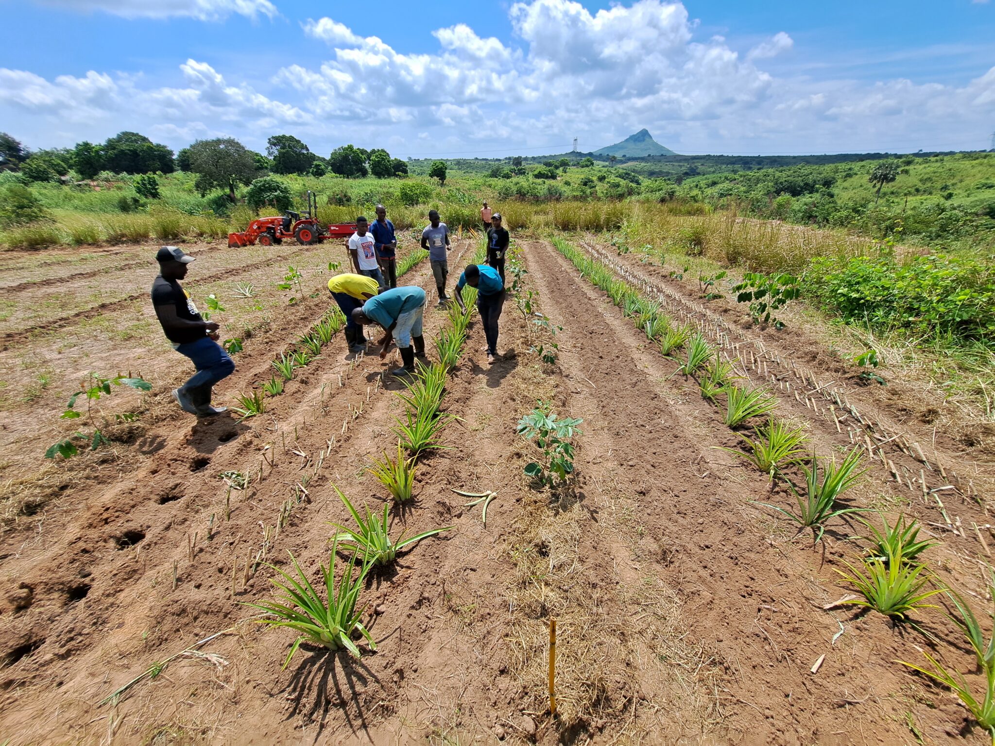 Los trabajadores de la Granja Nueva Cosecha plantan hileras de cultivos