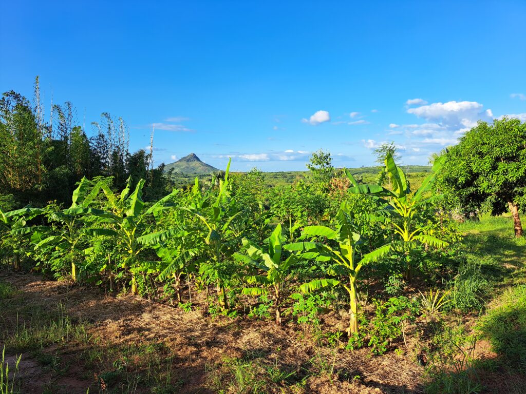 árboles y plantas de un verde intenso en una granja de Mozambique