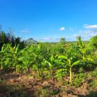 bright green trees and plants on a farm in Mozambique