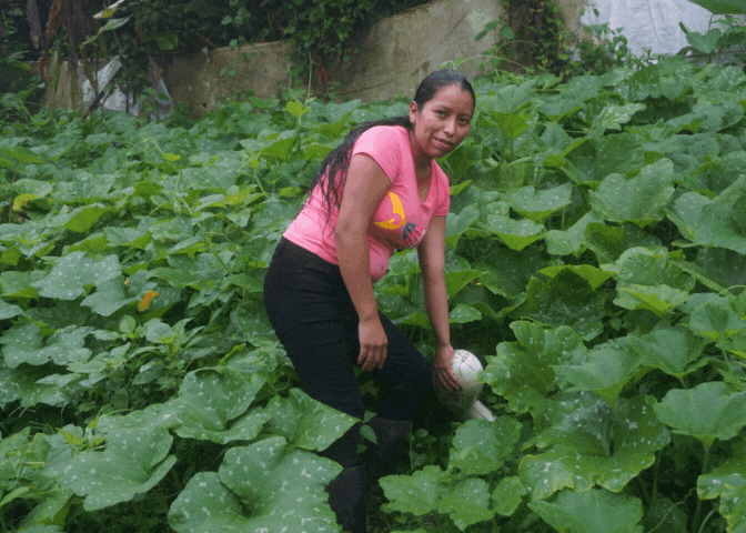 una mujer inspecciona una planta en un frondoso campo
