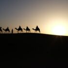silhouette of people traveling with camels