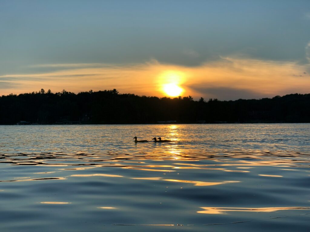 loons on water as sun sets